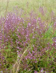 Image result for Aeollanthus