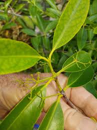 Image result for Elaeodendron