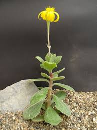 Image result for Senecio milanjianus