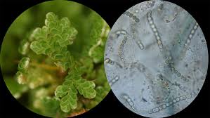 Image result for Azolla nilotica