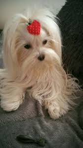 Pin By Mary Hawley On Maltese S World Maltipoo Dog Teacup Puppies Maltese Maltese Puppy