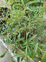 Image result for Oenothera lindheimeri