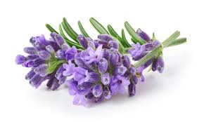 Flower Image