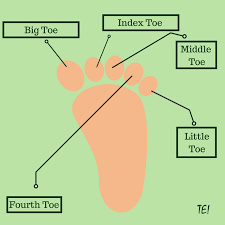 That S English Nombres De Los Dedos De Los Pies En Ingles Facebook