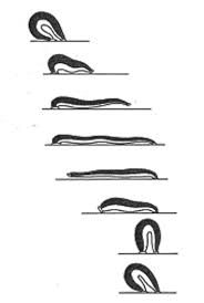 Biologia dos invertebrados.pmd