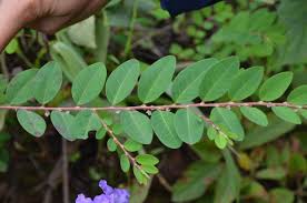 Image result for Phyllanthus taylorianus