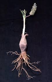 Image result for Ledebouria revoluta