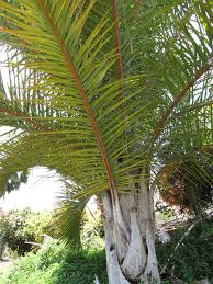 Image result for Raphia ruwenzorica