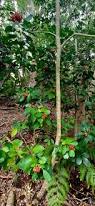 Image result for Psychotria capensis
