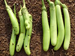 But the safety aspect is looked by statutory bodies of three committees. Genetically Engineered Crops Are Safe And Possibly Good For Climate Change Scientific American