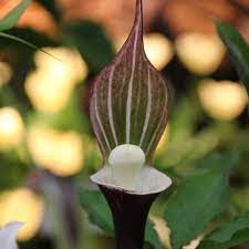 Arisaema is a large and diverse genus of the flowering plant family araceae. Arisaema Sikokianum