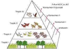 Pada gambar (a), detritus berupa sisa jaringan hewan dimakan oleh ulat lalu tikus, ular dan burung. Piramida Ekologi Rantai Makanan Aliran Produktivitas Fungsi Murid Co Id