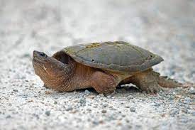 Currently, there are about 50 tortoise species alive. How To Identify Ontario S 8 Species Of Turtles Cottage Life