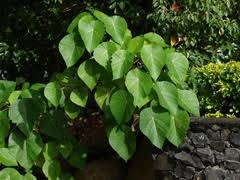 Image result for Macaranga monandra