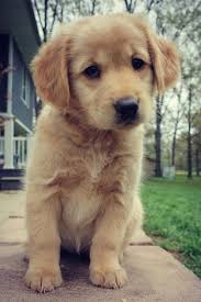 Puppyfinder.com is your source for finding an ideal golden retriever puppy for sale in usa. Pin By Griselda Moran On Toooooo Cuteeeeeeee In 2020 Dogs Golden Retriever Cute Dogs And Puppies Puppies