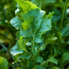 Image result for Rotheca quadrangulata