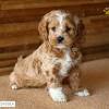 The clumber spaniel is not for everyone. Https Encrypted Tbn0 Gstatic Com Images Q Tbn And9gcr5e Iuddr7lprrj55 Zax0bdnjcemjkbbodj18p2 3nxsgoumt Usqp Cau