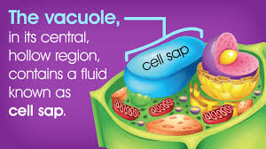 Maybe you would like to learn more about one of these? Vacuole Structure Biology Wise