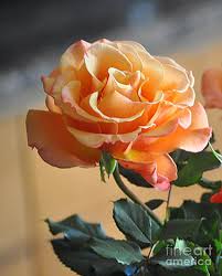 Maybe you would like to learn more about one of these? Peaches And Cream Rose Photograph By Jay Milo