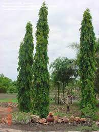 Full Size Picture Of Mast Tree False Ashoka Tree Sorrowless Tree Polyalthia Longifolia Var Pendula Growing Tree Tree Plants