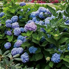 1,919 hydrangea cut flowers products are offered for sale by suppliers on alibaba.com, of which decorative flowers & wreaths accounts for 10%, fresh cut flowers accounts for 2%, and dried flowers accounts for 1%. Hydrangea All Summer Beauty From Wayside Gardens