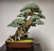 Four Beautiful Bonsai An Exercise In Futility And Frustration Bonsai Art Bonsai Juniper Bonsai