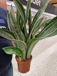 Image result for Sansevieria metallica