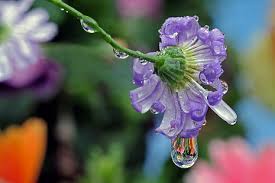 Hd Wallpaper Macro Photography Of Water Droplets Splash Garden Drops Nature Wallpaper Flare