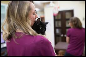 We may wonder how much does cat teeth cleaning cost and what are the additional costs that we may encounter along the way. About Us Downtown Toronto Cat Clinic