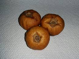 Image result for Vangueria madagascariensis