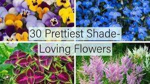 Wählen sie ihre nächste destination ! 30 Pretty Shade Loving Flowers Home Stratosphere