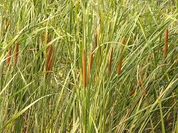 Image result for Typhaceae