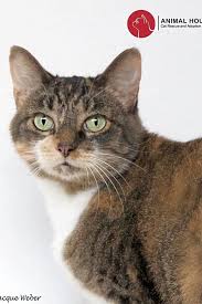 We always have animals looking for new homes, many of which have special needs. Want To Adopt A Pet Here Are 6 Cool Kitties To Adopt Now In St Louis