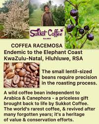 Image result for Coffea racemosa