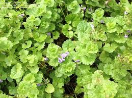 Hearts and flowers is a great plant to add color to your yard and also does well draping out of a pot. Plant Identification Closed Closed Ground Cover Purple Bell Flowers 2 By Beed
