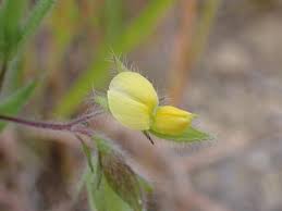 Image result for Crotalaria pilosiflora