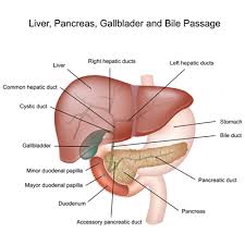 Infant jaundice is yellow discoloration of a newborn baby's skin and eyes. Liver Cancer In Children Curesearch