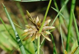 Image result for Pycreus flavescens