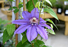 Image result for Clematis