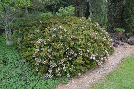 Plan Carefully With Indian Hawthorn Australian Garden Garden In The Woods Farm Landscaping