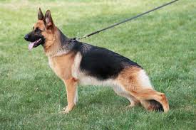 Training a german shepherd puppy. German Guard Puppies Training For Protection Dogs A Definitive Guide For Choosing A Golden Retriever