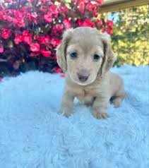 Springfield, MO. pets with rehoming fee,of $50 or less.