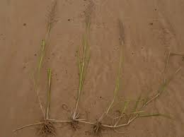 Image result for Lipocarpha chinensis