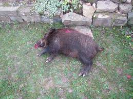 Pol Pdkh Wildschwein Im Garten Presseportal