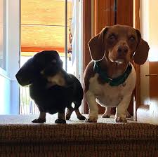 See more ideas about dapple dachshund puppy, german shepard puppies, oregon country. Dachshund Idaho Rescue Home Facebook