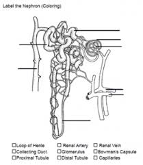 Color And Label The Nephron Biology Diagrams Biology Lessons Nursing School Notes