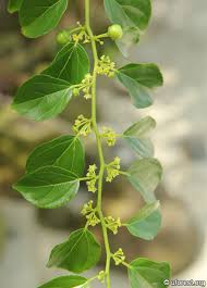 Image result for Colubrina asiatica