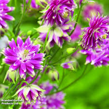 Image result for Aquilegia pompom mix
