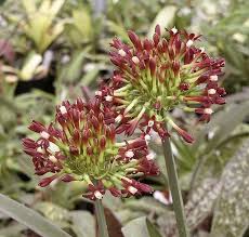 Image result for Cryptostephanus