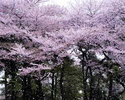 Embrace Spring With Pictures Of Japan S Cherry Blossoms Japan Cherry Blossom Cherry Blossom Petals Japan Cherry Blossom Festival